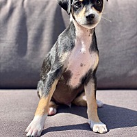 adopt a pet