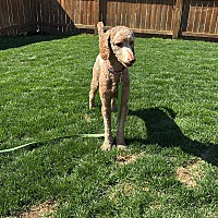 adopt-pet