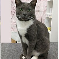 adopt-pet