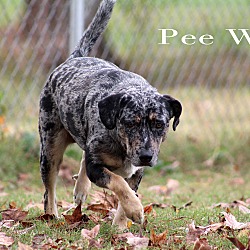 Thumbnail photo of Pee Wee #1
