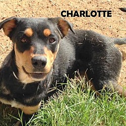 Thumbnail photo of CHARLOTTE #1