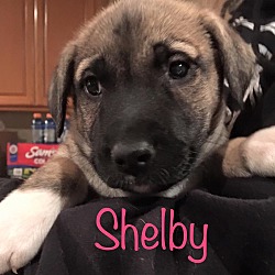 Thumbnail photo of Shelby #1