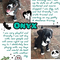 Thumbnail photo of Onyx #2