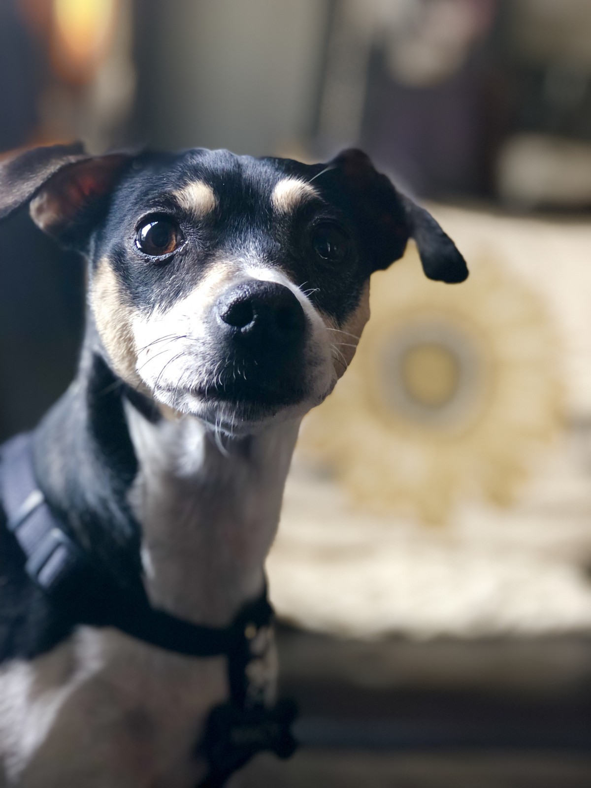 Adopt Macy a White with Black Rat Terrier / Mixed dog in San Diego