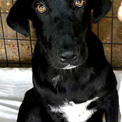 Thumbnail photo of Frankie~adopted! #2