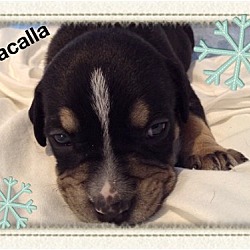 Thumbnail photo of Macalla #2