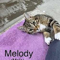 Thumbnail photo of Melody #2
