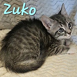 Thumbnail photo of Zuko #1