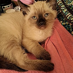 Photo of Female Siamese Kitten