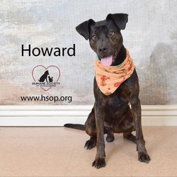 Thumbnail photo of Howard #2