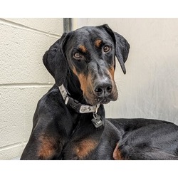 Doberman Puppies for Sale in Virginia Beach: A Comprehensive Guide