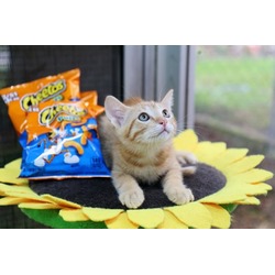 Thumbnail photo of Cheeto-2349 #1