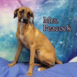 Thumbnail photo of Mrs.Peacock #2