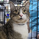 Adopt A Pet :: Moose - Locust Grove, GA