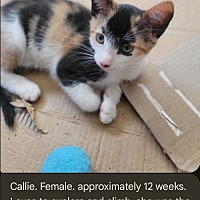 adopt a pet
