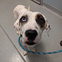 adopt a pet