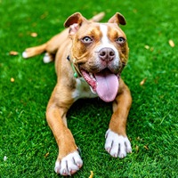 adopt a pet