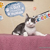 adopt a pet