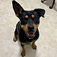 adopt a pet