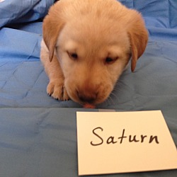 Thumbnail photo of Planet Litter - Saturn #3