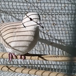 Thumbnail photo of Eurasian Collared-Dove #2