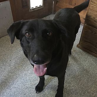 petsmart dog ear infection