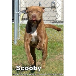 Photo of SCOOBY