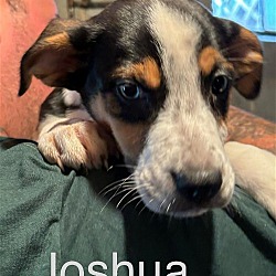 Thumbnail photo of Joshua #1