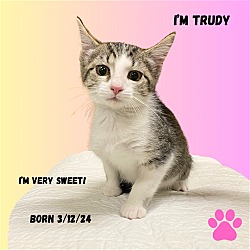 Photo of CAT-TRUDY