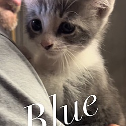 Thumbnail photo of Blue #1