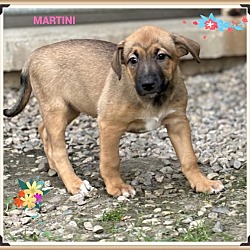 Photo of Martini(fta)