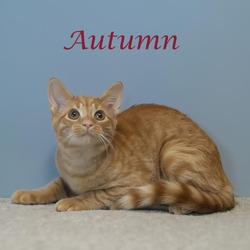 Thumbnail photo of Autumn C24-264 #3