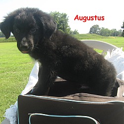 Thumbnail photo of Augustus~meet me~ #1