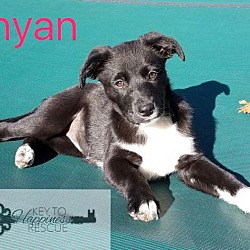 Thumbnail photo of Shyan #2