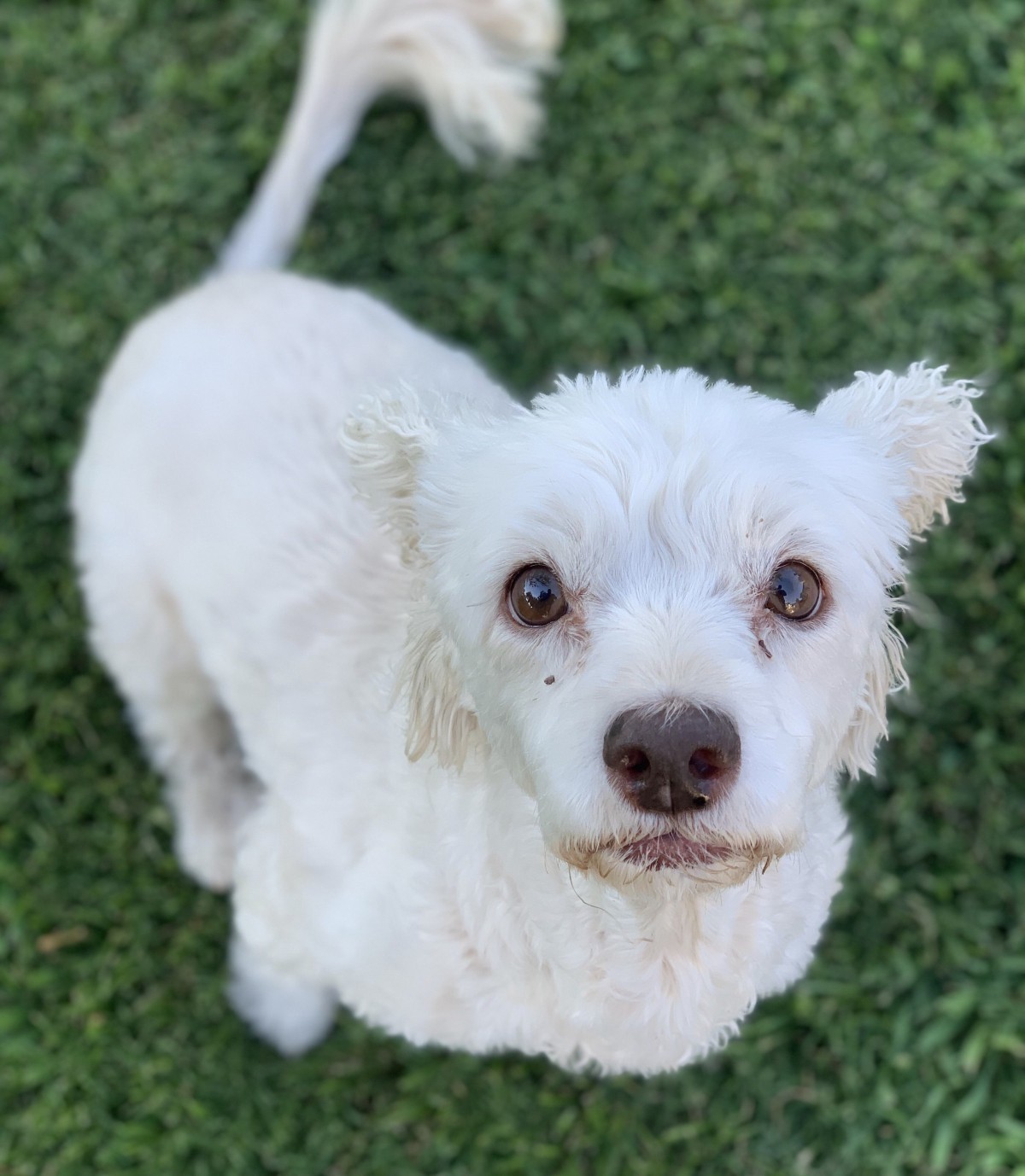 Adopt Latte a White Bichon Frise dog in Bakersfield, CA