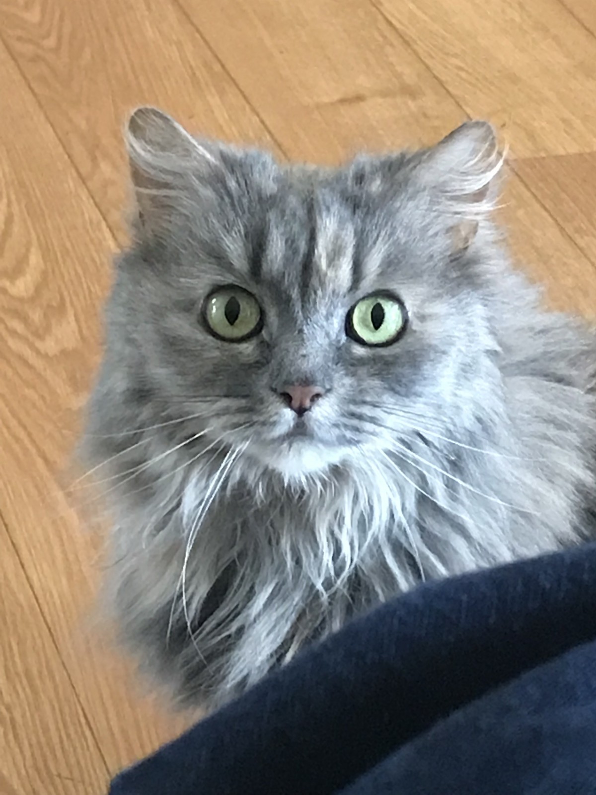 Adopt Persia A Gray Or Blue Persian / Mixed Cat In Honeoye Falls, NY