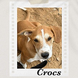 Photo of Crocs