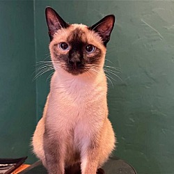Siamese Kittens and Cats in Riverside CA Buy or Adopt