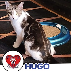 Thumbnail photo of Hugo #3