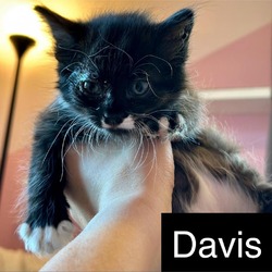 Photo of Davis