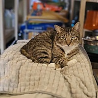 adopt a pet
