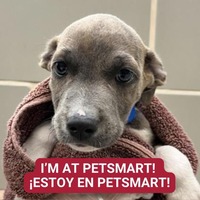 adopt a pet