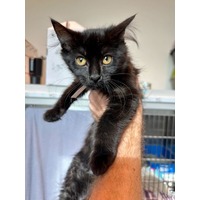 adopt-pet