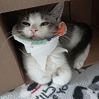 adopt a pet