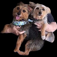 adopt a pet