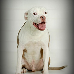 Thumbnail photo of Link~adopted! #3