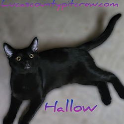 Photo of Hallow