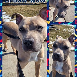 Thumbnail photo of Lil Bow Wow #3