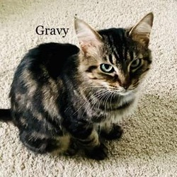 Photo of Gravy - Sweetie Pie