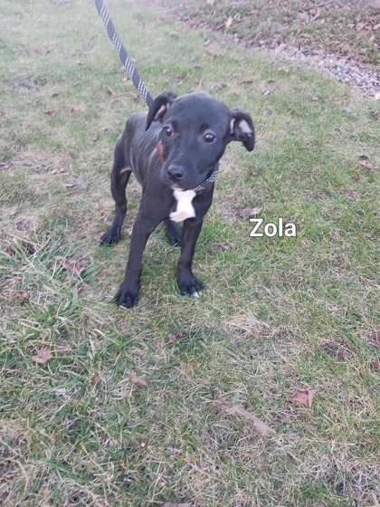 Thumbnail photo of Zola #3